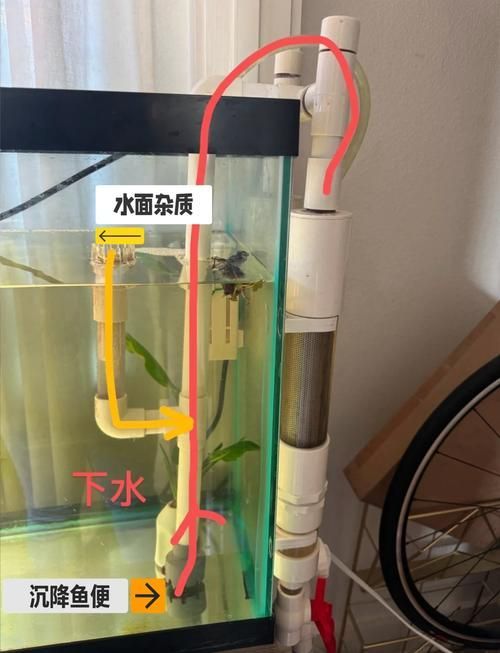 如何預防龍魚感染細菌，亞洲觀賞魚缸底濾水循環安裝圖解龍魚感染細菌感染細菌