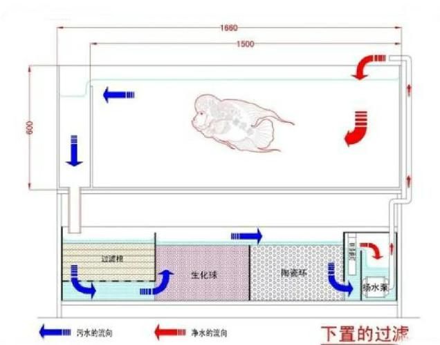 如何預防龍魚感染細菌，亞洲觀賞魚缸底濾水循環安裝圖解龍魚感染細菌感染細菌