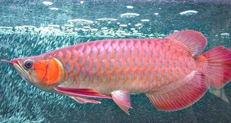 金龍魚和紅龍魚分別用什么燈發色？，金龍魚和紅龍魚分別用什么燈發色？紅龍魚和金龍魚發色需要多長時間？