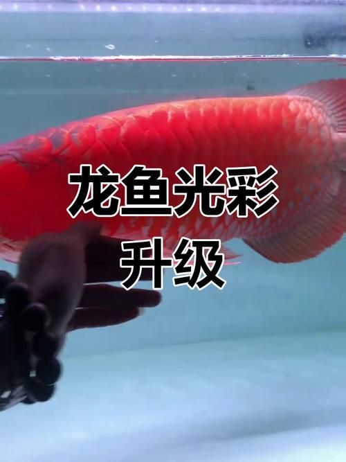 金龍魚和紅龍魚分別用什么燈發色？，金龍魚和紅龍魚分別用什么燈發色？紅龍魚和金龍魚發色需要多長時間？