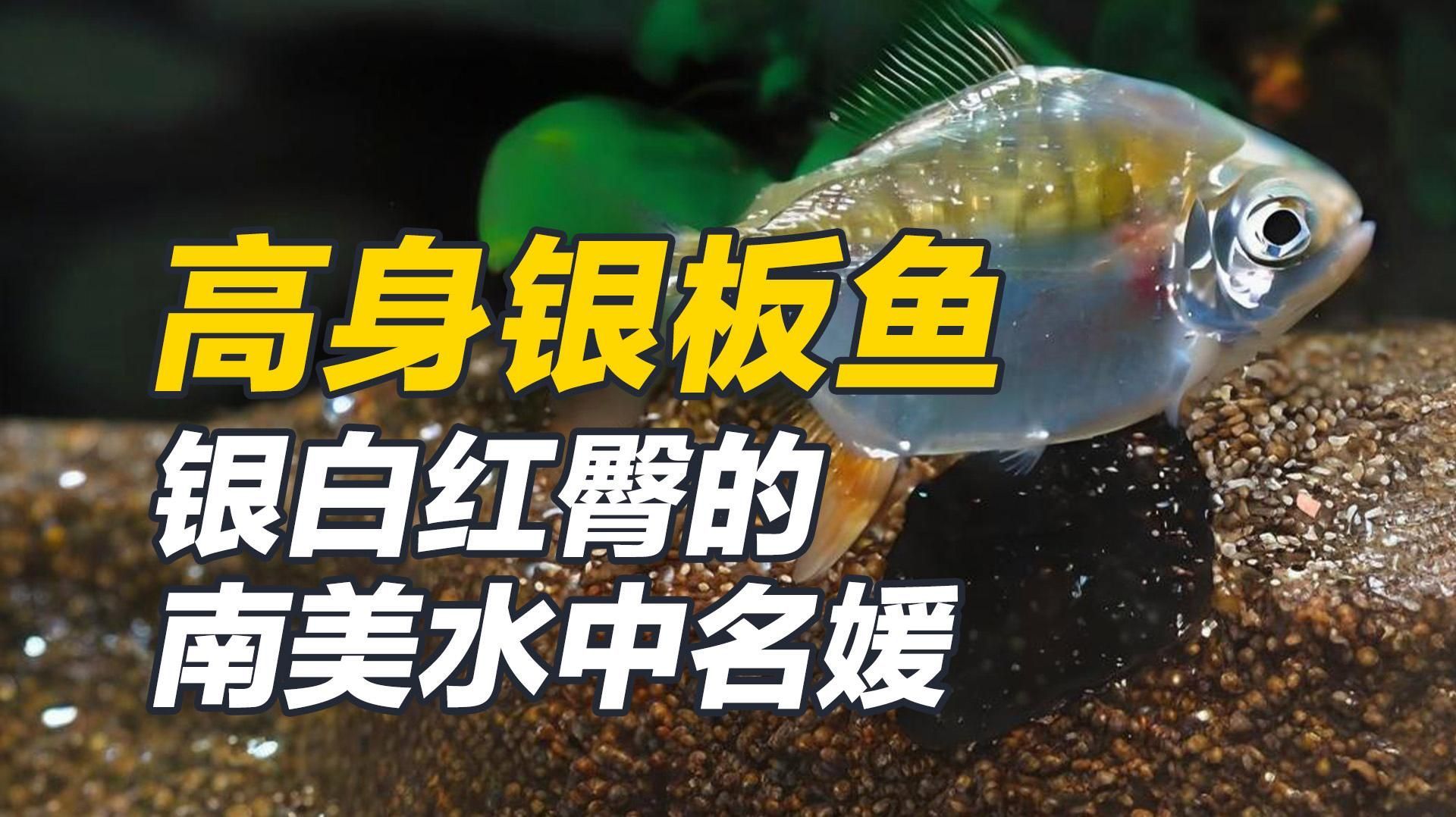 如何判斷銀板魚是否適應水質(zhì)，如何判斷銀板魚是否適應了新的水質(zhì)環(huán)境