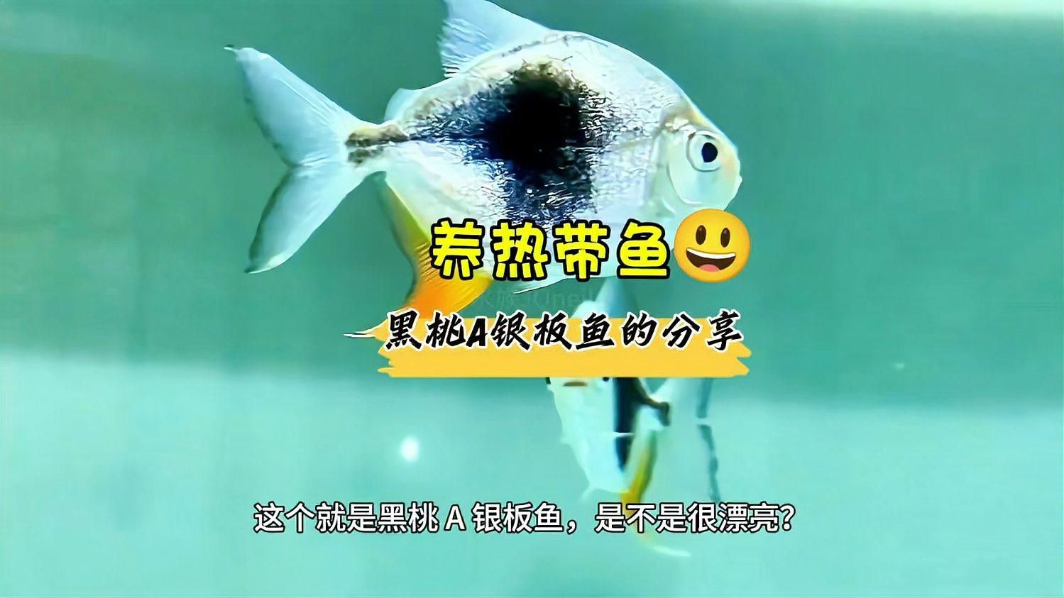 如何判斷銀板魚是否適應水質(zhì)，如何判斷銀板魚是否適應了新的水質(zhì)環(huán)境