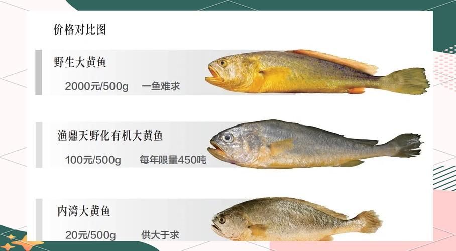 觀賞金龍魚和食用大黃魚有何區(qū)別？，觀賞金龍魚與食用大黃魚的區(qū)別