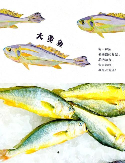 觀賞金龍魚和食用大黃魚有何區(qū)別？，觀賞金龍魚與食用大黃魚的區(qū)別
