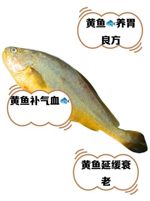 觀賞金龍魚和食用大黃魚有何區(qū)別？，觀賞金龍魚與食用大黃魚的區(qū)別