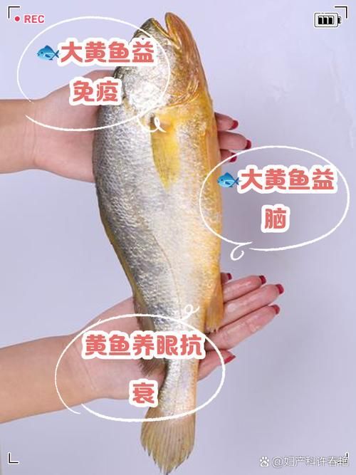 觀賞金龍魚和食用大黃魚有何區(qū)別？，觀賞金龍魚與食用大黃魚的區(qū)別