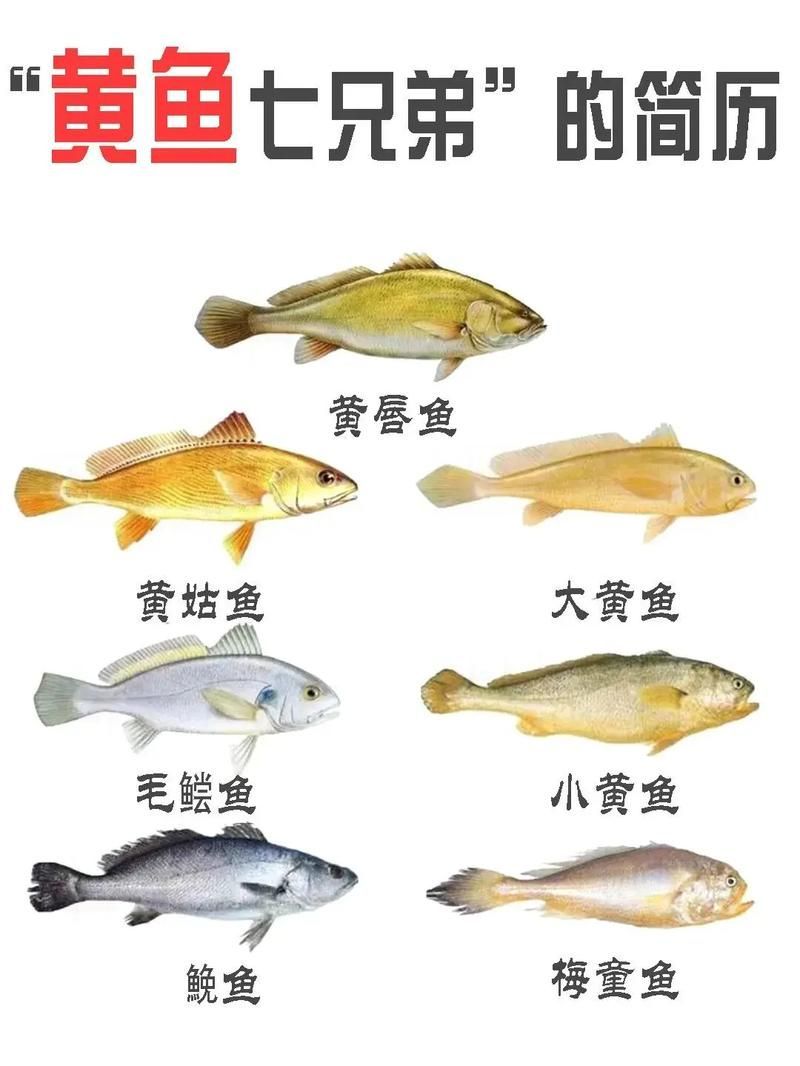 觀賞金龍魚和食用大黃魚有何區(qū)別？，觀賞金龍魚與食用大黃魚的區(qū)別