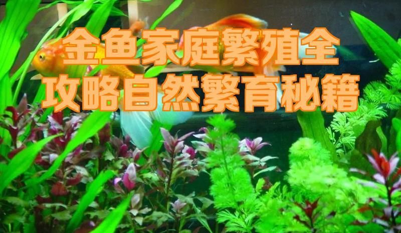 金魚繁殖需要哪些條件，金魚家庭繁殖全攻略