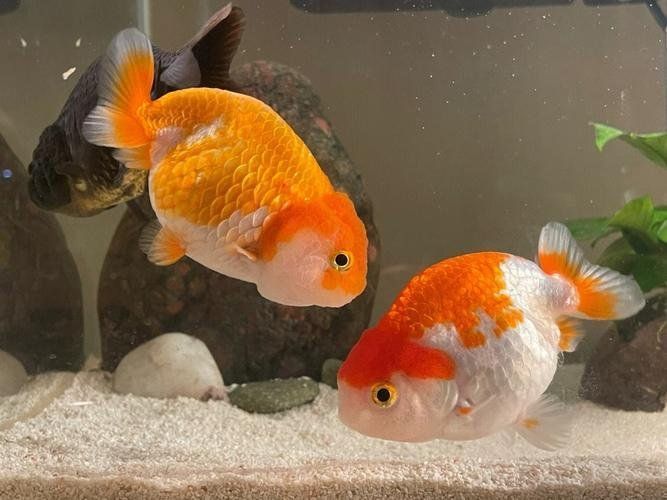 金魚繁殖需要哪些條件，金魚家庭繁殖全攻略