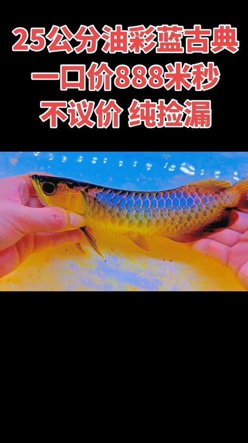 給我一些25公分古典過背藍底金龍的圖片，25公分古典過背藍底金龍