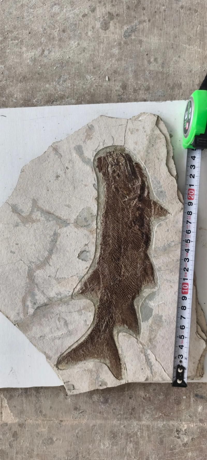 興義龍魚與現代龍魚有何區別？，興義龍魚與現代龍魚的區別