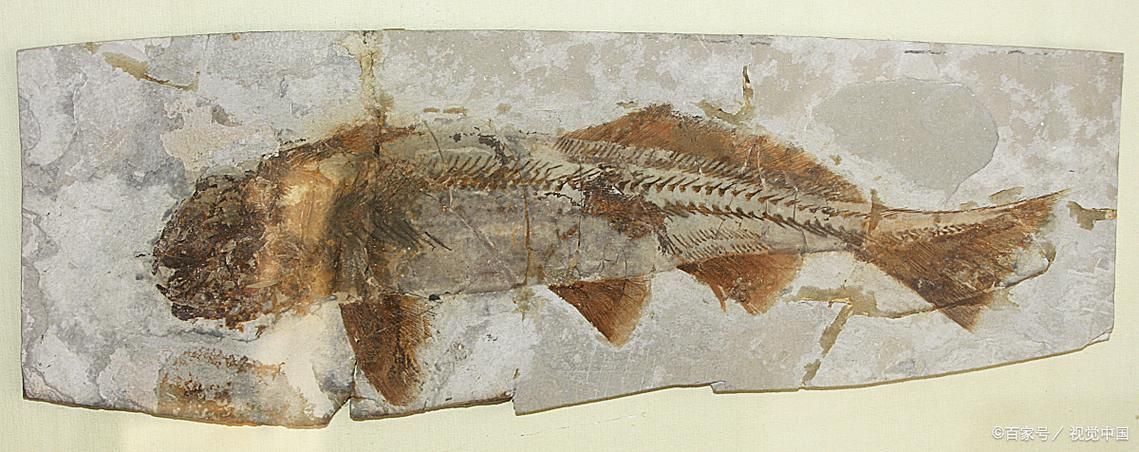興義龍魚與現代龍魚有何區別？，興義龍魚與現代龍魚的區別