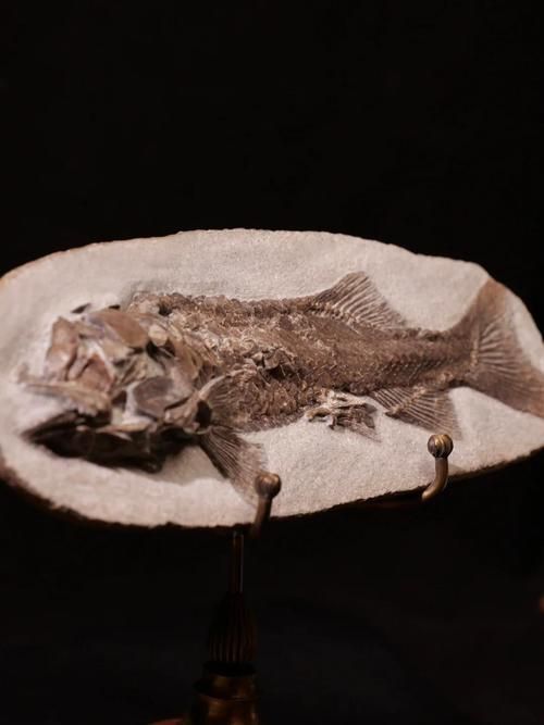 興義龍魚與現代龍魚有何區別？，興義龍魚與現代龍魚的區別