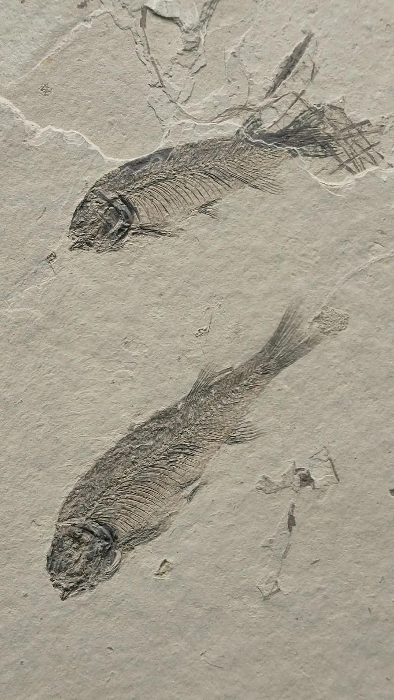 興義龍魚與現代龍魚有何區別？，興義龍魚與現代龍魚的區別
