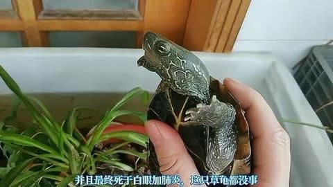 白化巴西龜有哪些常見健康問題？，白化巴西龜有哪些常見健康問題