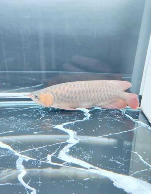 能否提供龍魚趴缸的詳細(xì)圖片教程，如何判斷龍魚趴缸是否由疾病引起