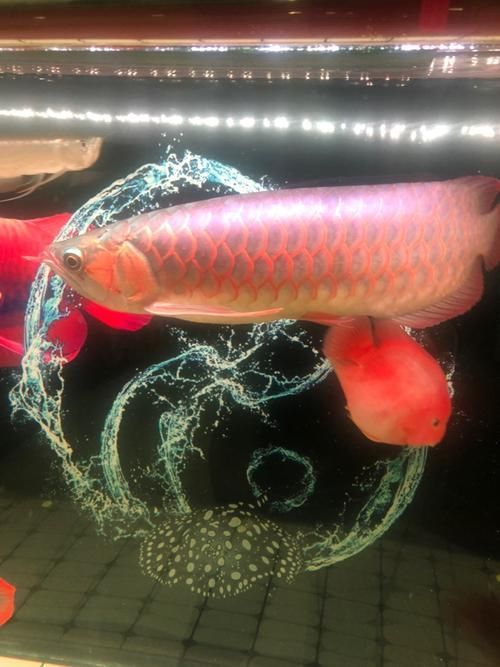 能否提供龍魚趴缸的詳細(xì)圖片教程，如何判斷龍魚趴缸是否由疾病引起