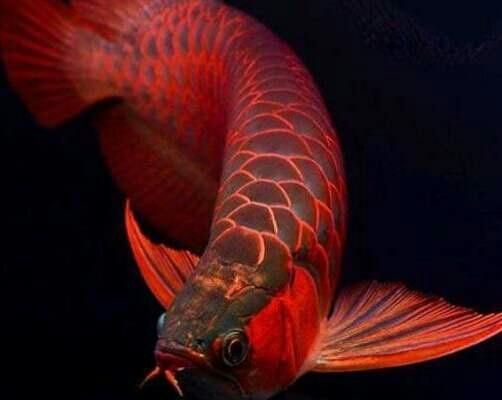 能否提供龍魚趴缸的詳細(xì)圖片教程，如何判斷龍魚趴缸是否由疾病引起