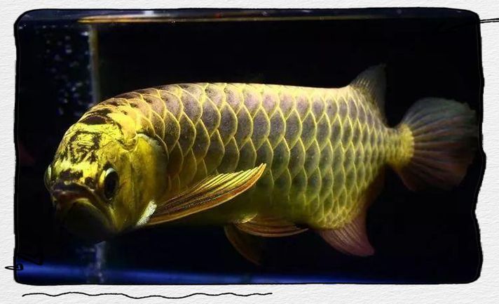 能否提供龍魚趴缸的詳細(xì)圖片教程，如何判斷龍魚趴缸是否由疾病引起