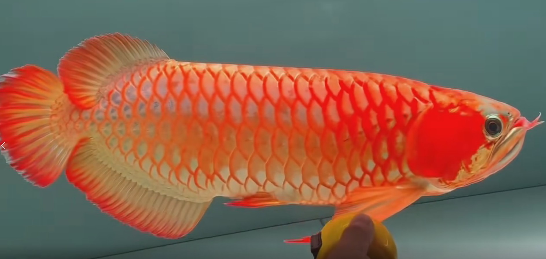 60公分賽級鼓喉慢熱老炮頭紅龍魚，60公分賽級鼓喉慢熱老炮頭紅龍魚60公分賽級鼓喉慢熱老炮頭