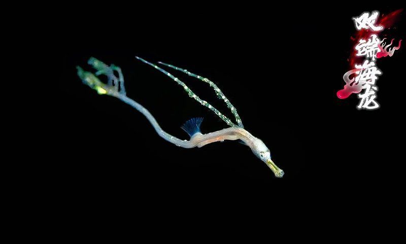 海龍魚的生活習性是怎樣的？，海龍魚的生活習性