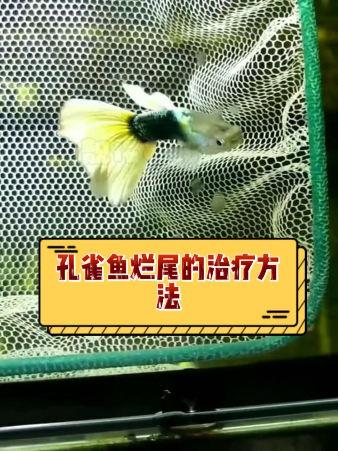哪種藥物治療魚爛尾最方便，哪種藥物治療魚爛尾最方便，哪種藥物治療魚爛尾最有效