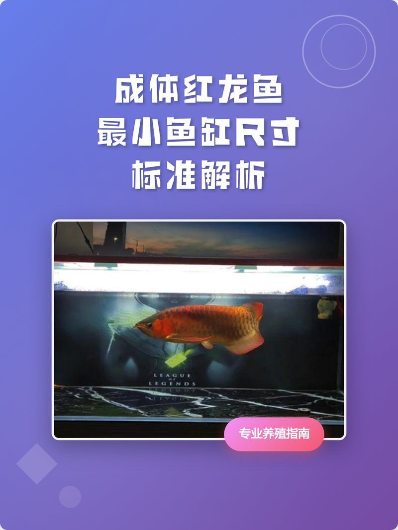 龍魚飼養需要多大的魚缸？，龍魚飼養的魚缸大小取決于多種因素