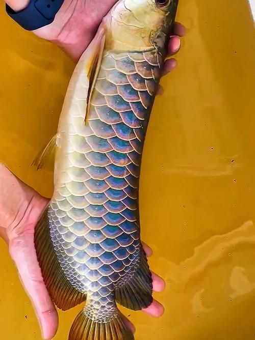 給我一些關(guān)于含山龍魚的圖片，含山龍魚的神秘魅力