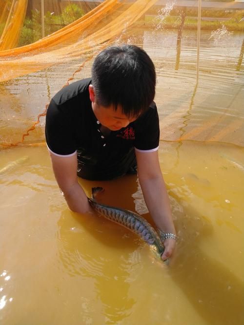 如何聯系故城龍魚養殖場？，故城龍魚養殖場如何聯系故城龍魚養殖場？