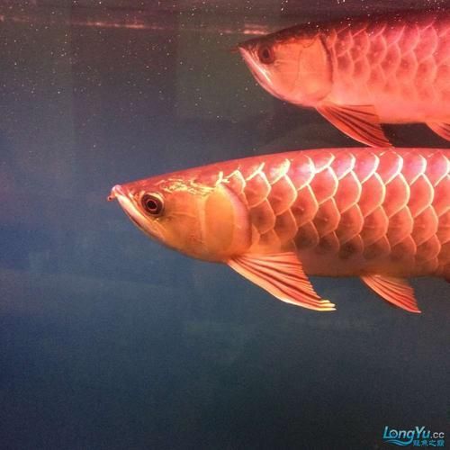 如何辨別正安龍魚的真?zhèn)?，如何辨別正安龍魚