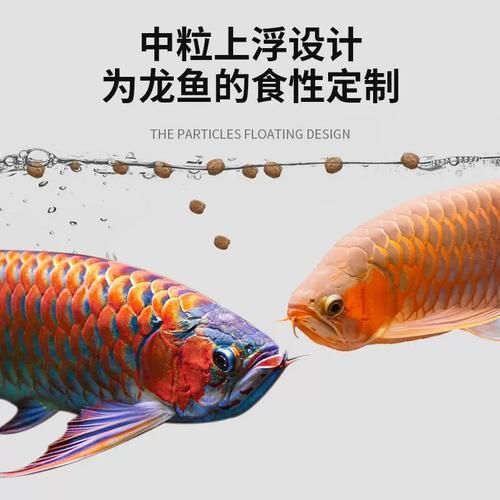 祥龍魚場魚糧的價格是多少？，祥龍魚場魚糧價格是多少？