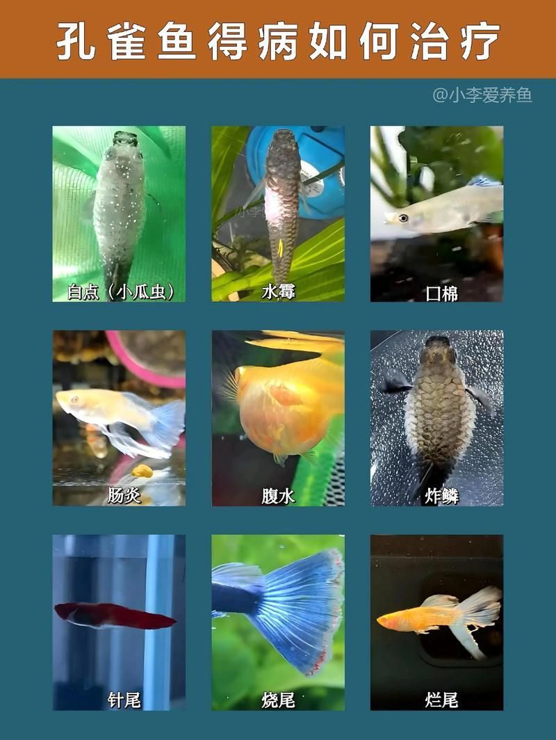 如何判斷魚類是否感染寄生蟲，如何判斷魚類寄生蟲