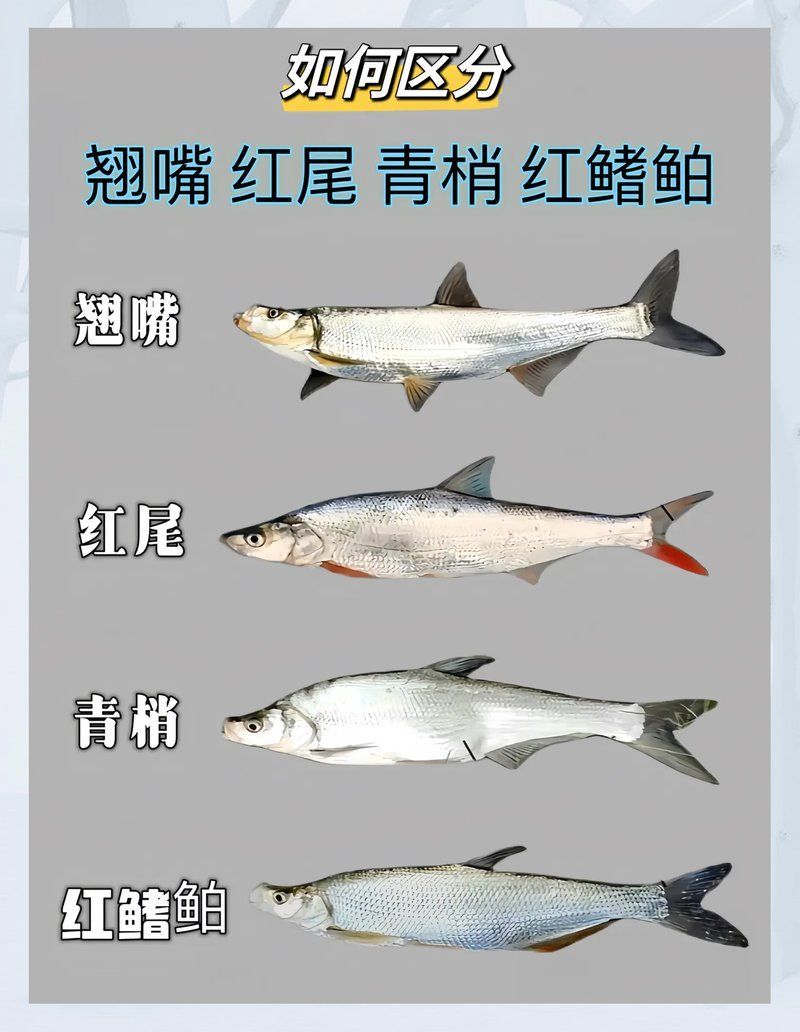 如何區分紅尾魚和翹嘴魚，如何區分紅尾魚和翹嘴魚紅尾魚和翹嘴魚哪個更有營養