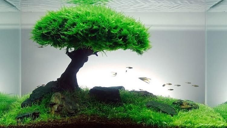 給我推薦一些適合1米5魚缸的裝飾品，1米5的魚缸裝飾品選購指南|*裝飾品選購指南
