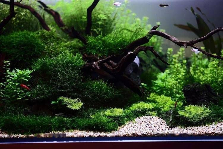 給我推薦一些適合1米5魚缸的裝飾品，1米5的魚缸裝飾品選購指南|*裝飾品選購指南