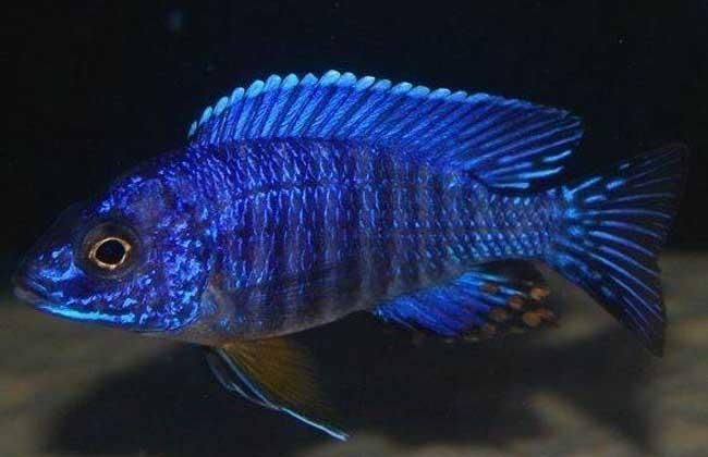 如何區分馬龍魚和海龍？