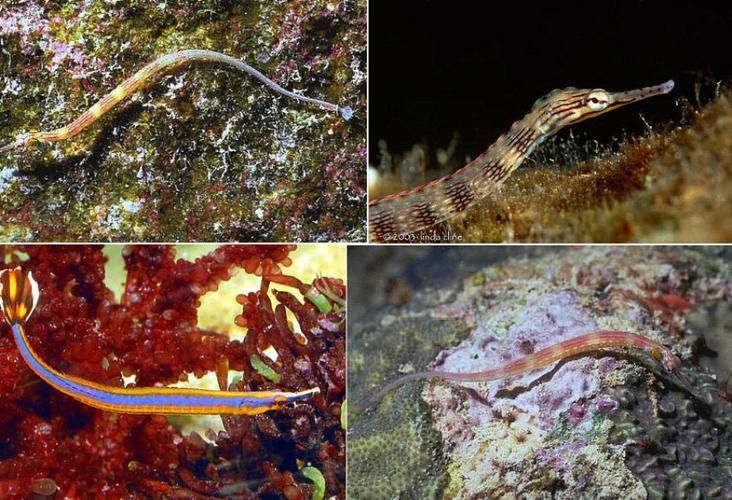 如何區分馬龍魚和海龍？