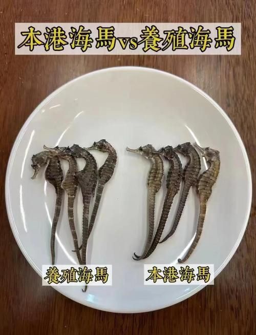 如何區分馬龍魚和海龍？