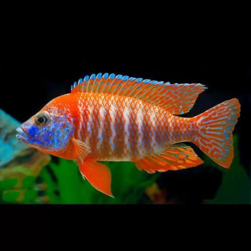 如何區(qū)分馬龍魚和海龍？