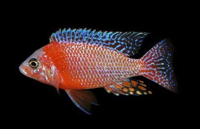 如何區(qū)分馬龍魚和海龍？