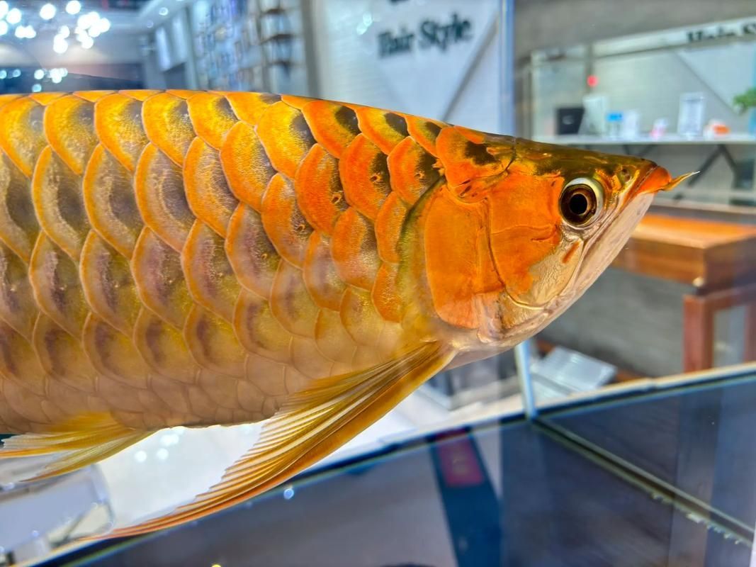 如何判斷超血紅龍魚是否成熟，——權威形態學與生理學判斷超血紅龍魚是否成熟