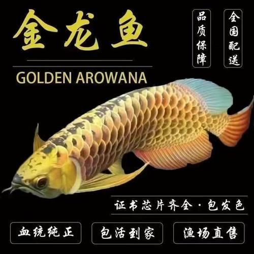 金龍魚幼苗哪里可以買到，金龍魚幼苗可以通過多種渠道購買，包括在線電商平臺