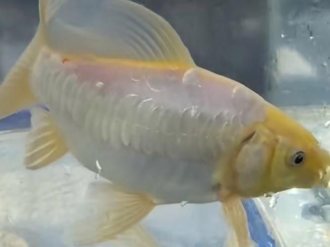 小白龍魚的市場價格是多少？，小白龍魚市場價格是多少小白龍魚市場價格差異大