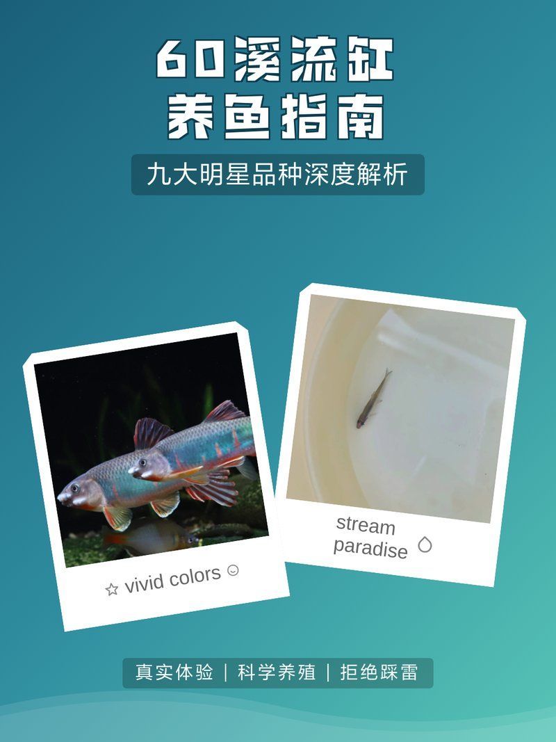 60缸十大最建議買的魚有哪些特點(diǎn)，60缸十大最建議買的魚種