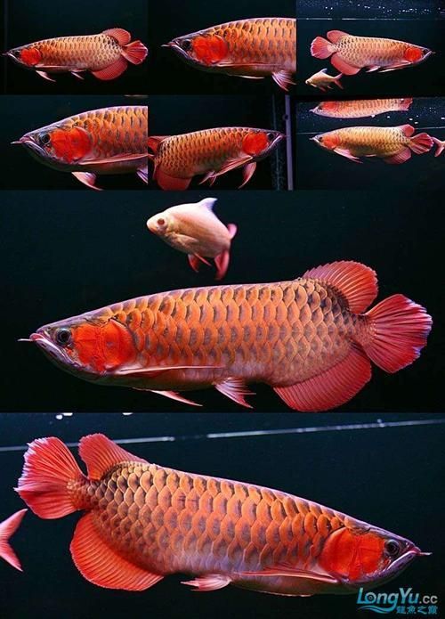 給我推薦一些紅龍魚(yú)壁紙，紅龍魚(yú)壁紙推薦