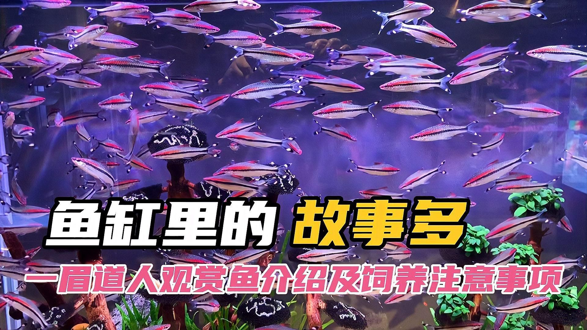 一眉道人魚多久換一次水？，一眉道人魚多久換一次水一眉道人魚多久換一次水