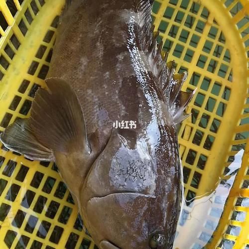 如何判斷馬拉莫寶石魚是否健康？，如何判斷馬拉莫寶石魚（scatophagusargus）是否健康？