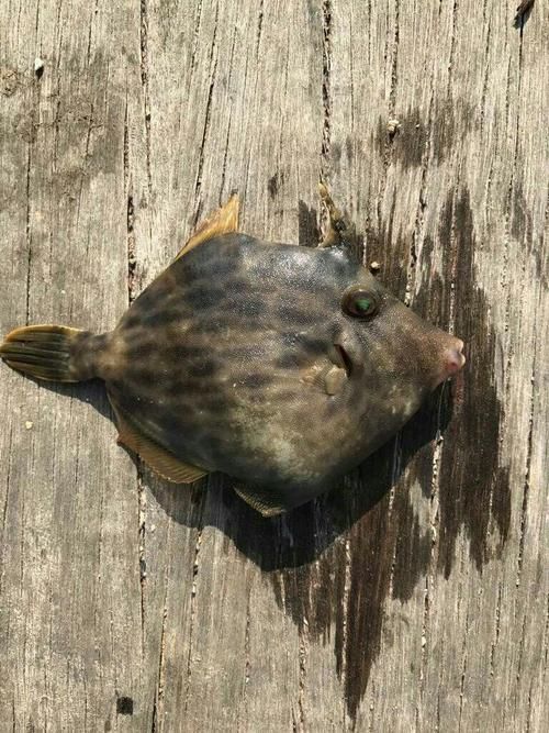 如何判斷馬拉莫寶石魚是否健康？，如何判斷馬拉莫寶石魚（scatophagusargus）是否健康？