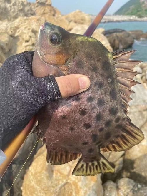 如何判斷馬拉莫寶石魚是否健康？，如何判斷馬拉莫寶石魚（scatophagusargus）是否健康？