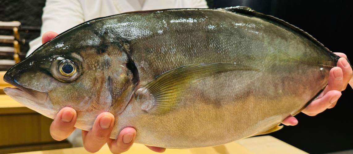 如何判斷馬拉莫寶石魚是否健康？，如何判斷馬拉莫寶石魚（scatophagusargus）是否健康？